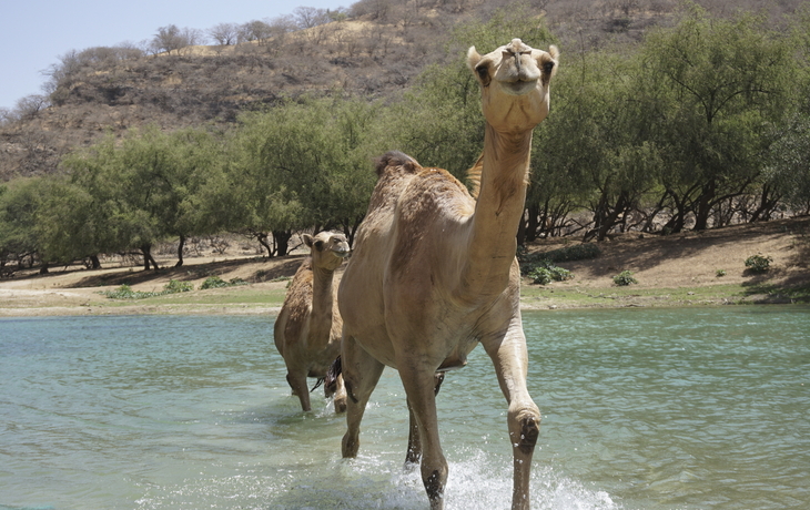 Kamele im Oman