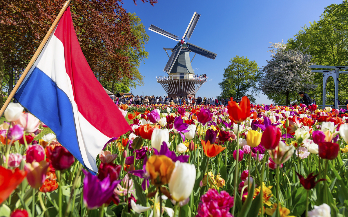 Tulpenfeld mir Landesflagge und Windmühle