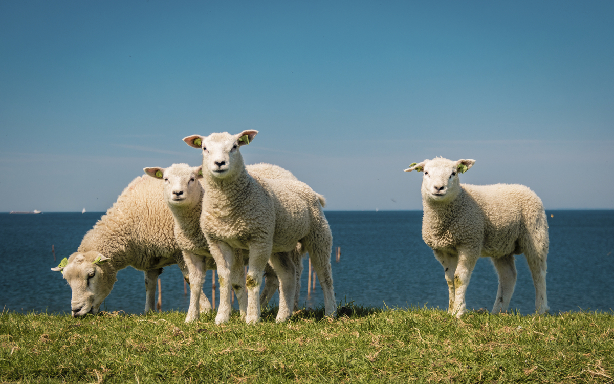 Schafe auf dem Deich, Niederlande