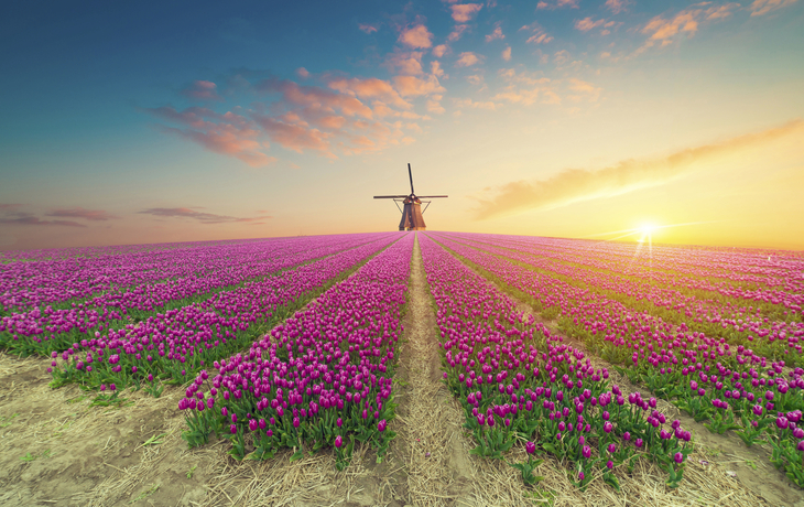 Tulpenfeld mit Windmühle