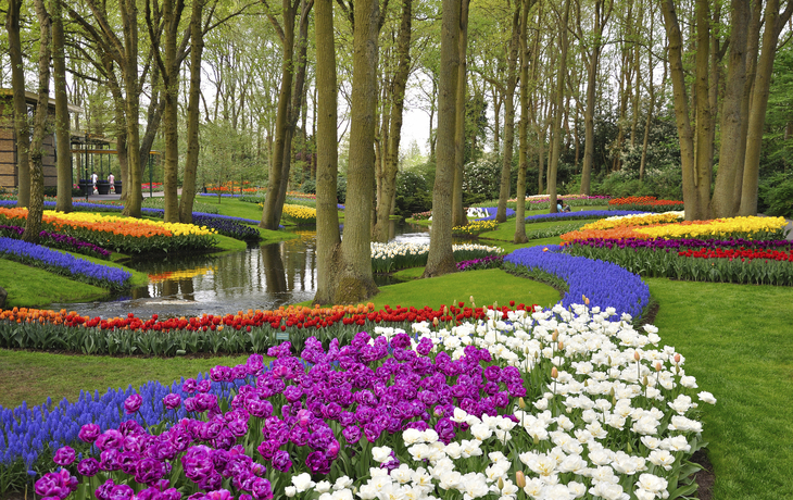 Blumen im Park bei Keukenhof, Niederlande