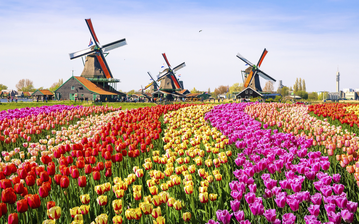 Tulpenfelder in den Niederlanden