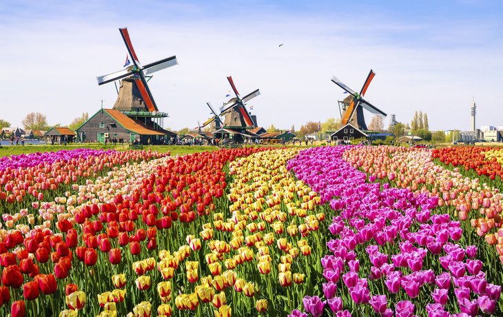 Tulpenfelder in den Niederlanden