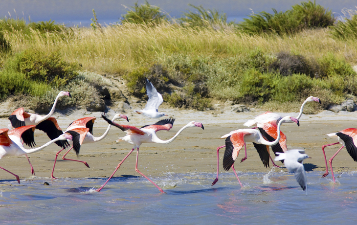 Flamingos in der Camargue, Frankreich