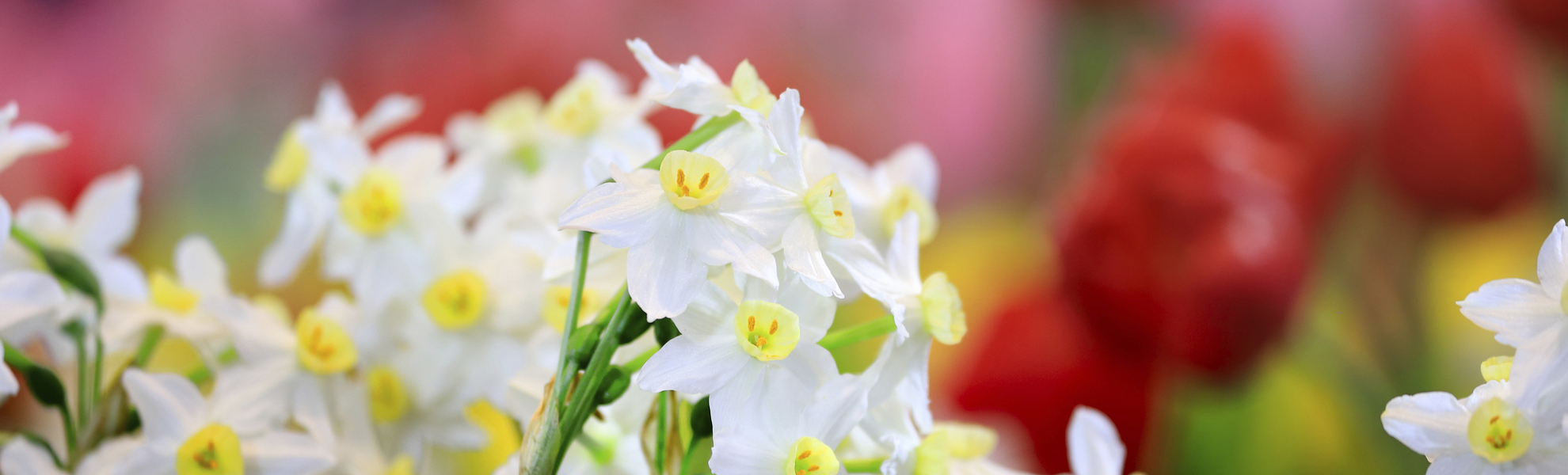 Riekermolen, Windmühlen