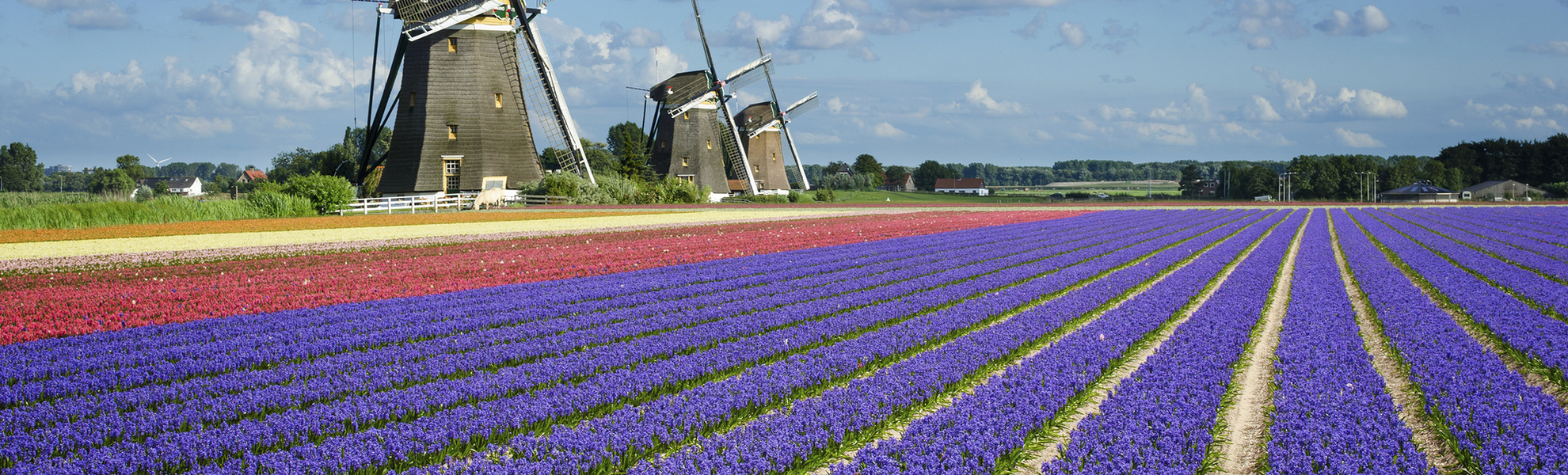 Bunt leuchten die Blumen auf dem Keukenhof, Niederlande