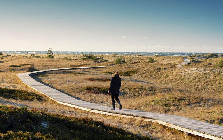 Dünen an der Küste von Zingst, Deutschland
