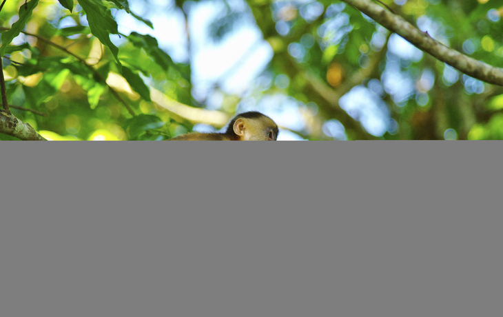 Kapuziner-Affe in seinem natürlichen Lebensraum