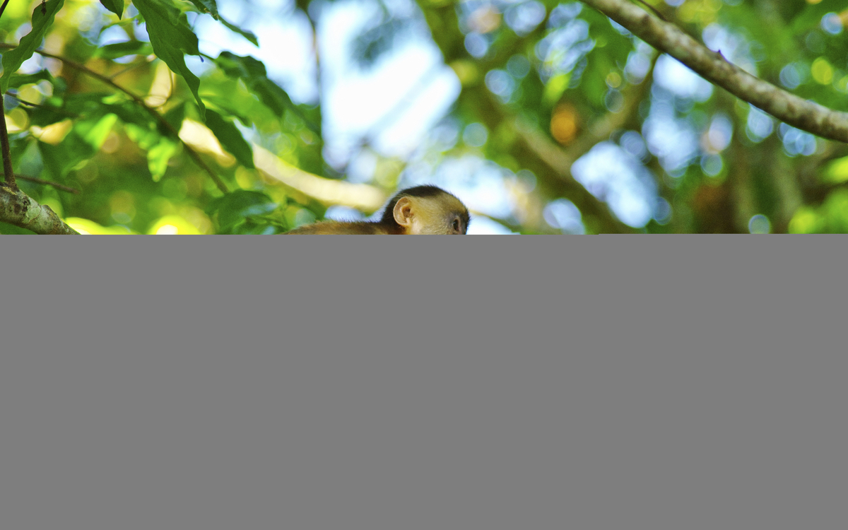 Kapuziner-Affe in seinem natürlichen Lebensraum