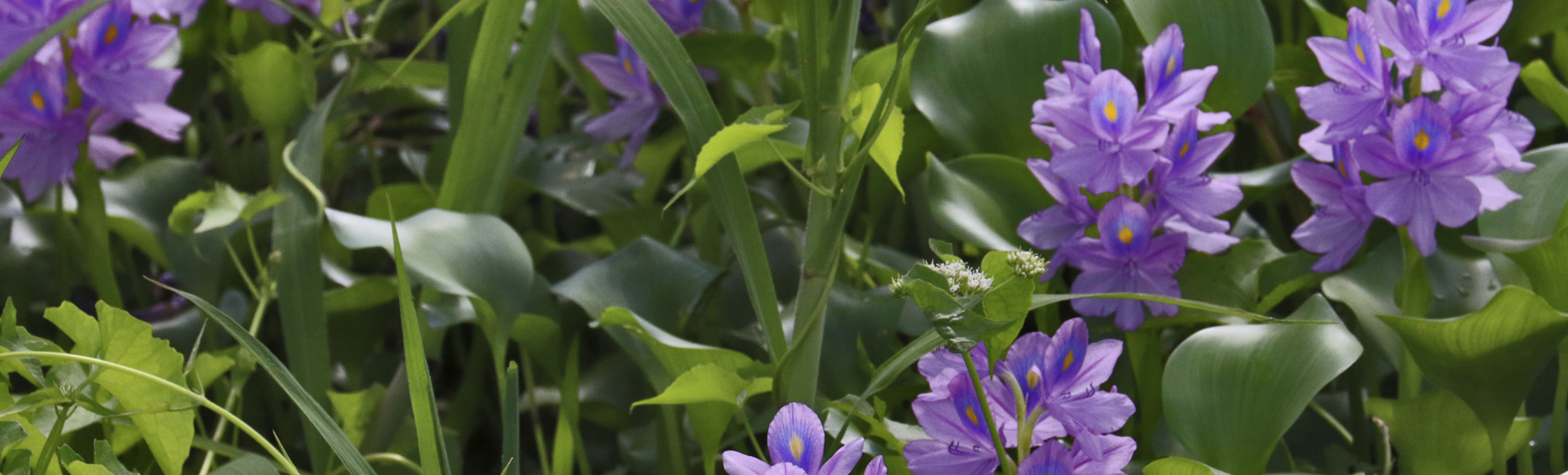 Pflanzenpracht von Brasilien