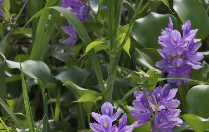 Pflanzenpracht von Brasilien