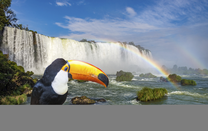Tukan vor den Wasserfällen in Iguassu, Brasilien
