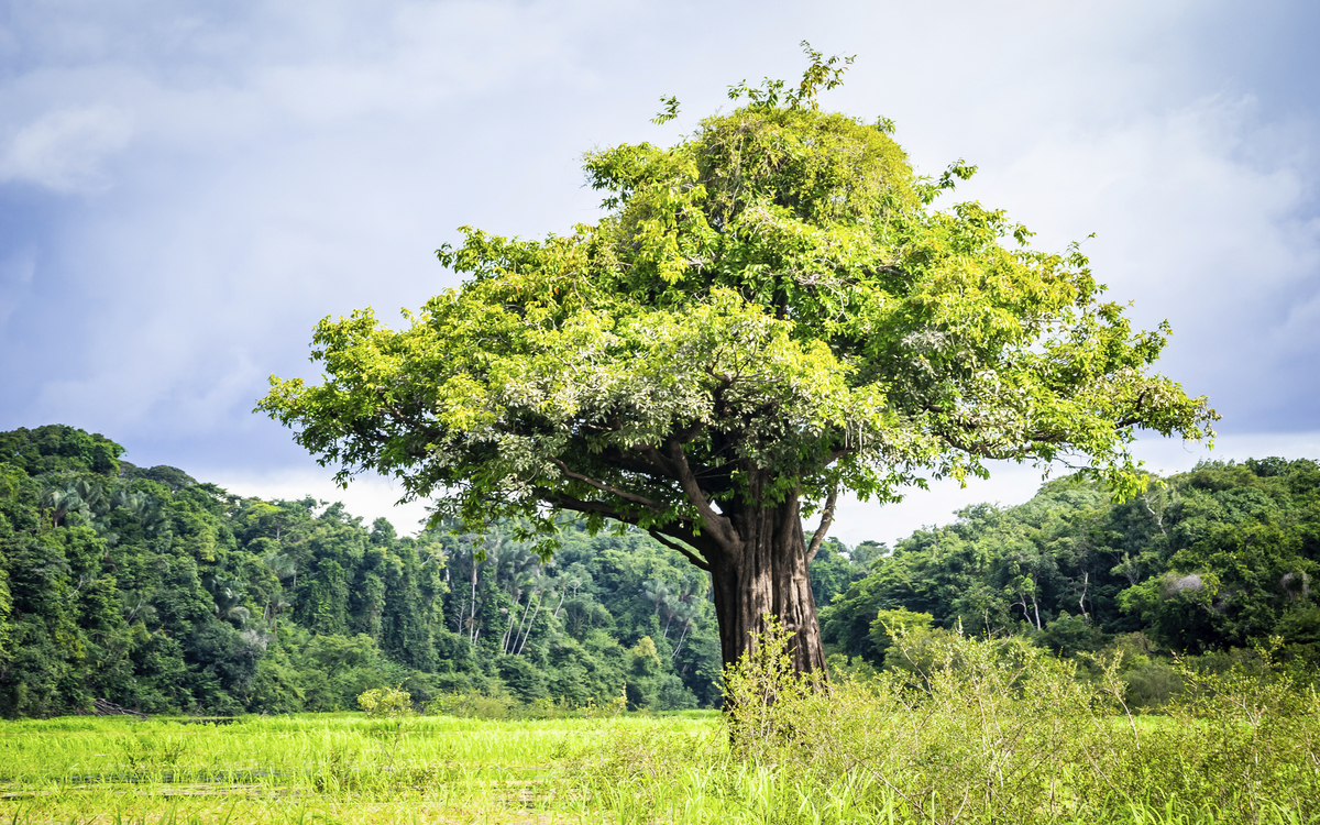 Anavilhanas National Park, Brasilien
