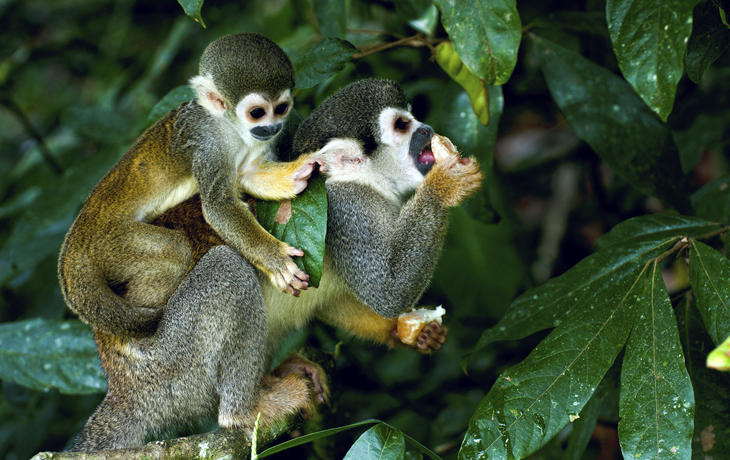 Affen im Amazonasgebiet, Brasilien