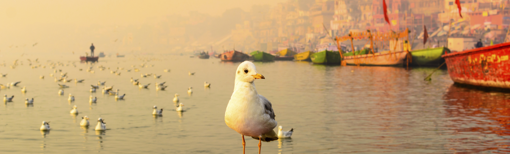 Möwe auf dem Ganges in Varanasi, Indien