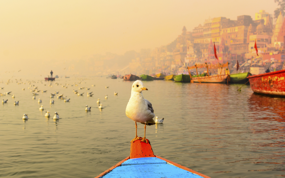 Möwe auf dem Ganges in Varanasi, Indien