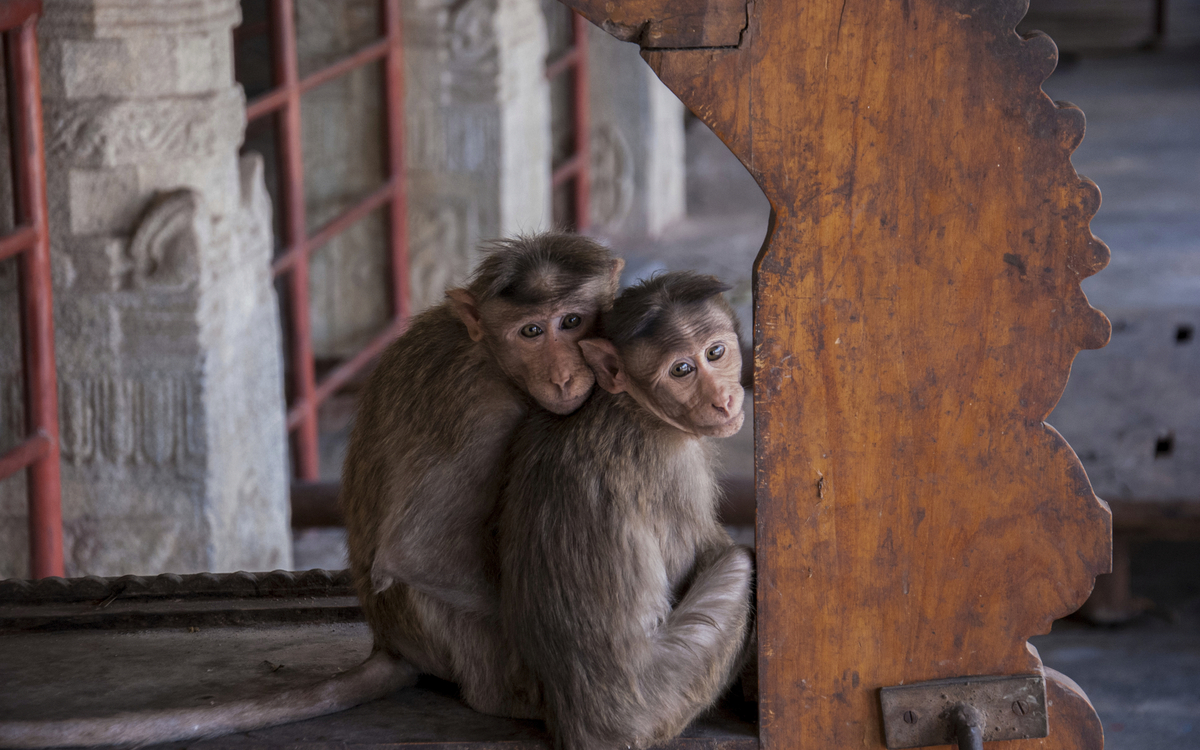 Affen, Indien