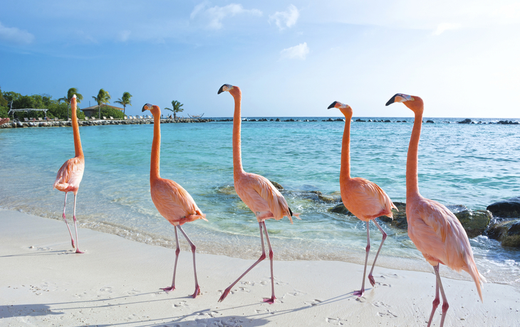 Flamingos an den Karibischen Traumstränden auf Aruba