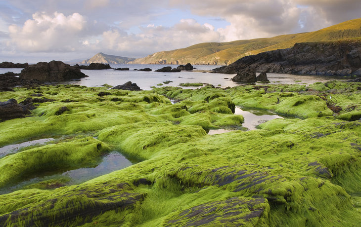 Algen am Strand Ponzos in Ferrol, Spanien