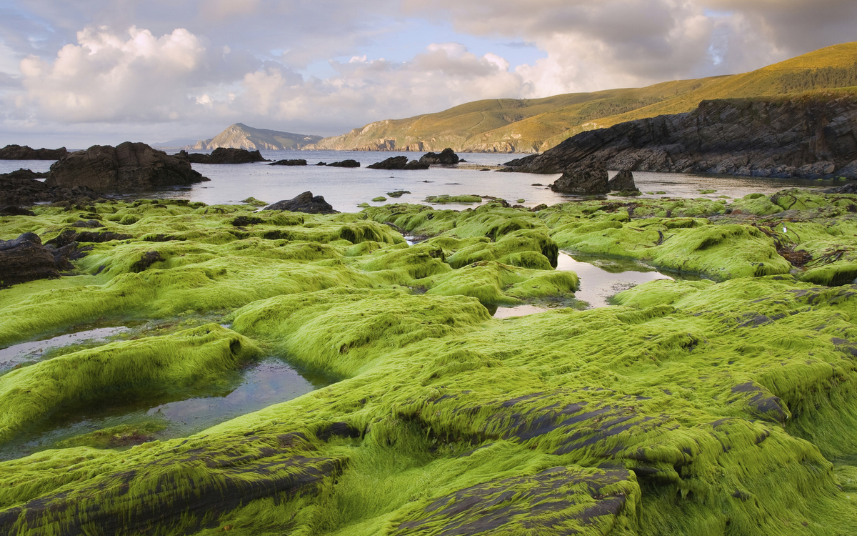 Algen am Strand Ponzos in Ferrol, Spanien