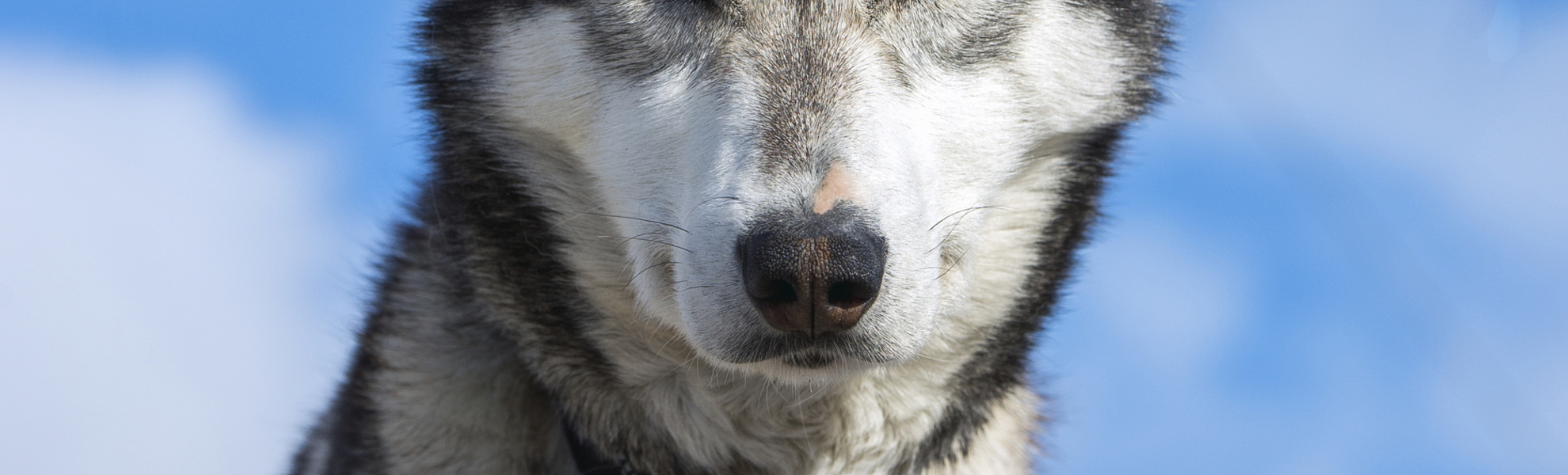 Tromso, Zu Besuch bei den Huskies