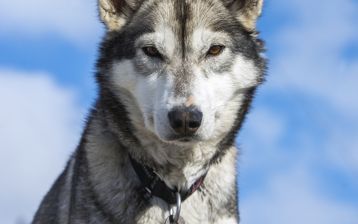 Tromso, Zu Besuch bei den Huskies