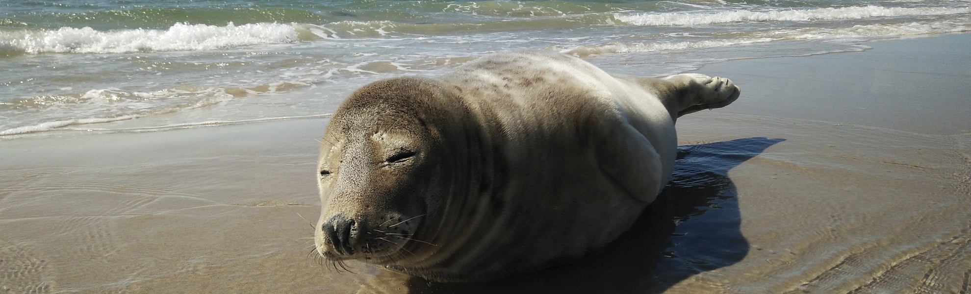 Robbe am Strand von Skagen, Dänemark