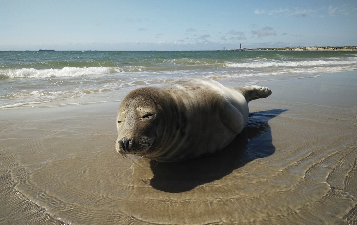 Robbe am Strand von Skagen, Dänemark