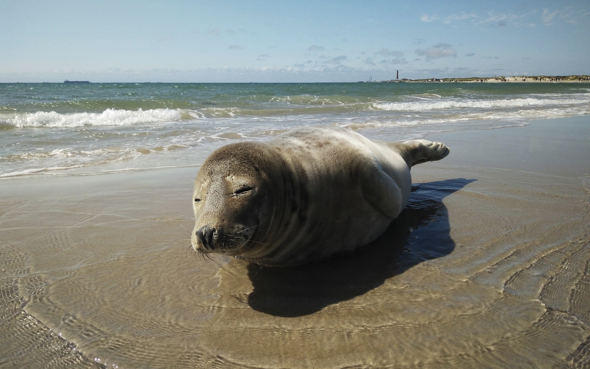 Robbe am Strand von Skagen, Dänemark