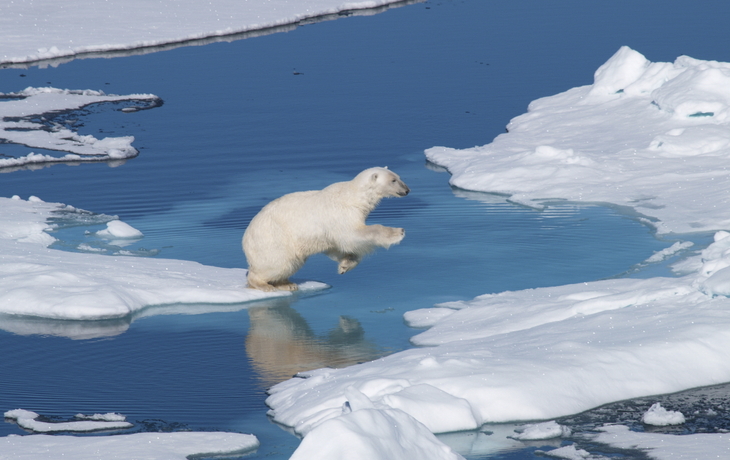 Eisbär in freier Wildbahn, Spitzbergen