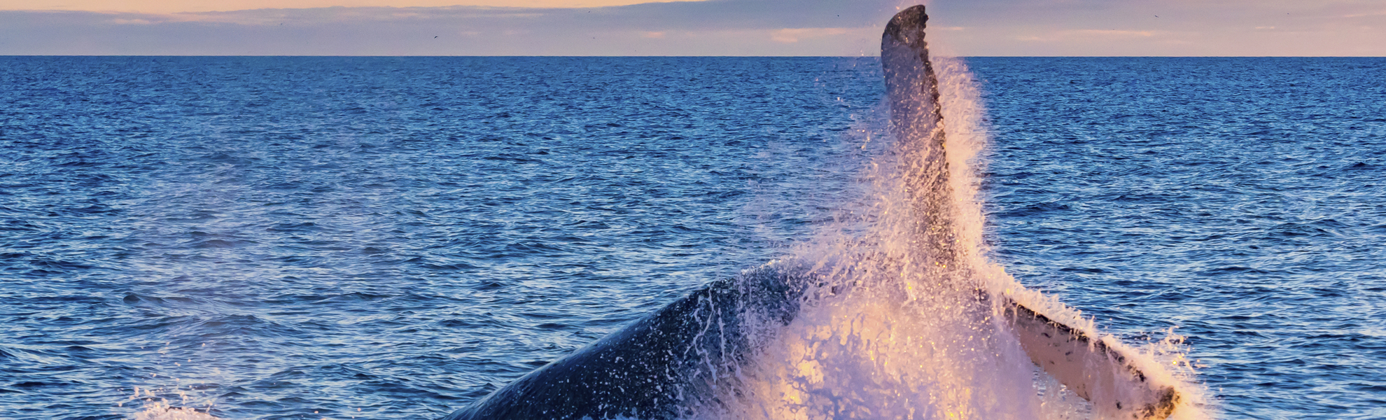 Reykjavik, Walsafari