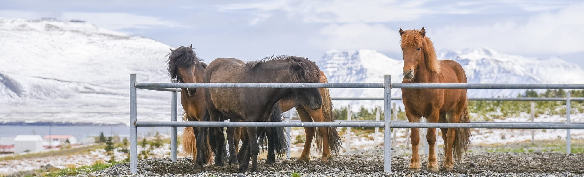 Islandpferde