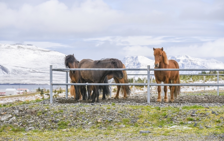 Islandpferde