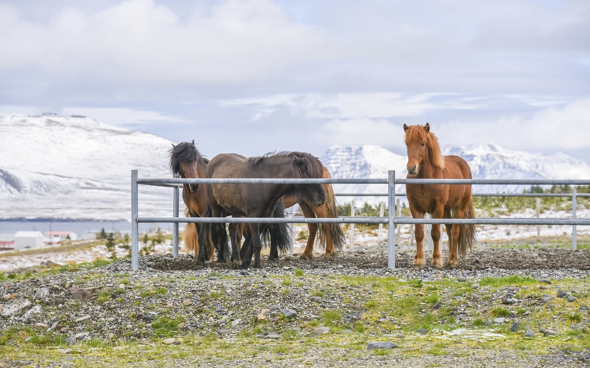 Islandpferde