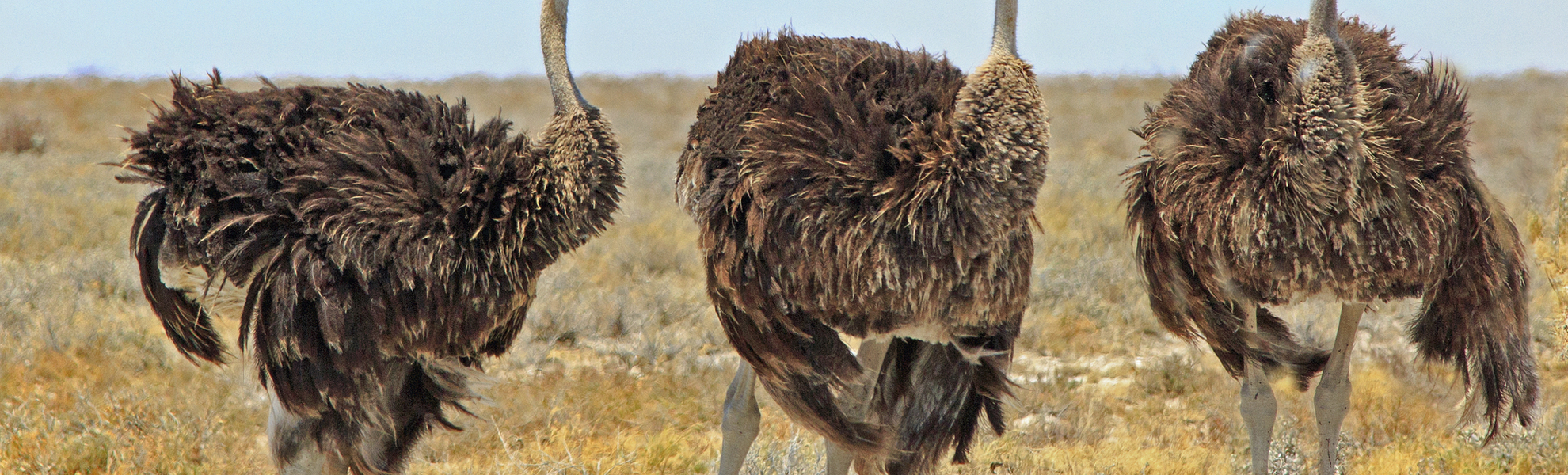Strauße, Südafrika