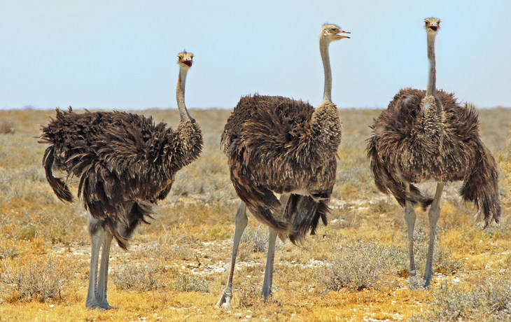 Strauße, Südafrika