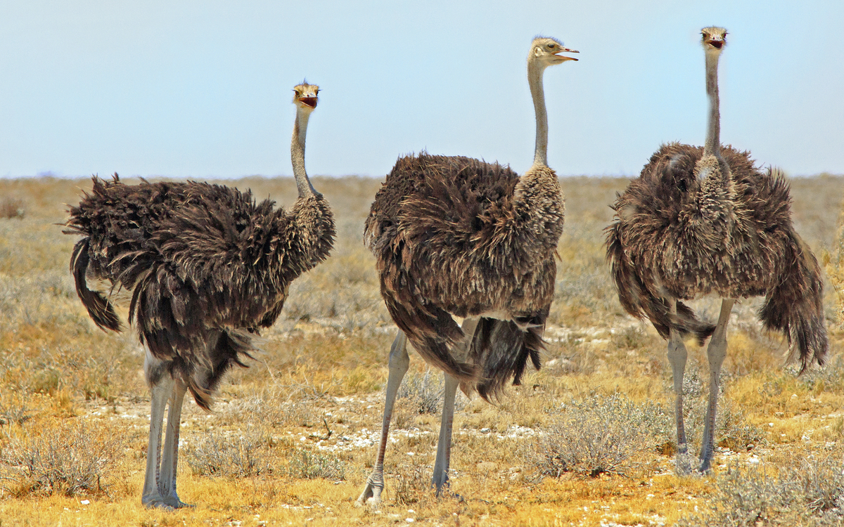 Strauße, Südafrika
