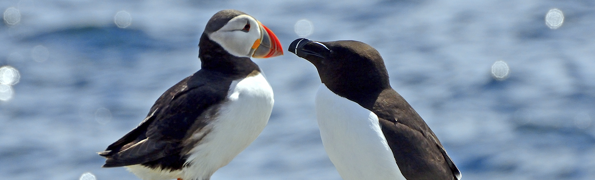 Papageientaucher und Tordalk