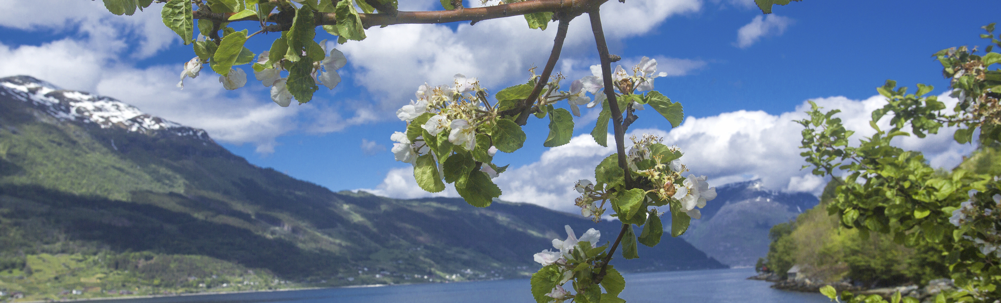 Blick auf das Hardangerfjord, Norwegen