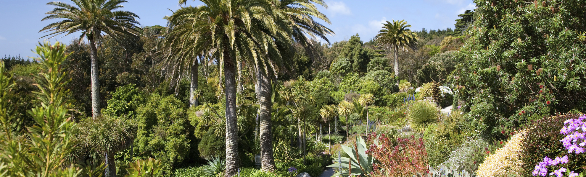 Klostergarten von Tresco auf den Scilly Inseln, England