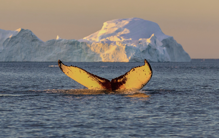 Wal in Ilulissat, Groenland