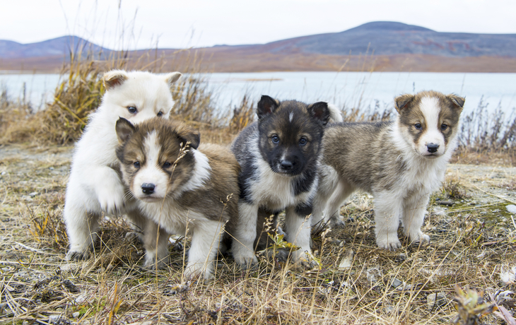 Schlittenhund Welpen in Grönland