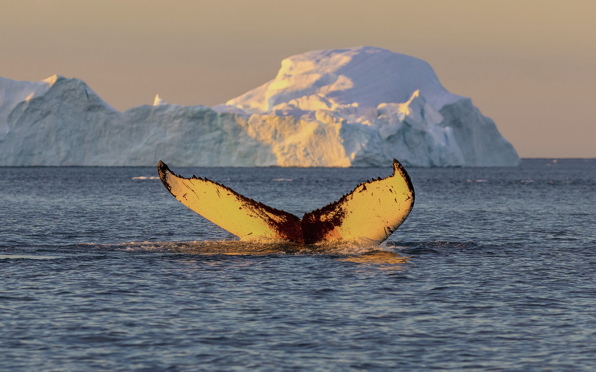 Wal in Ilulissat, Groenland