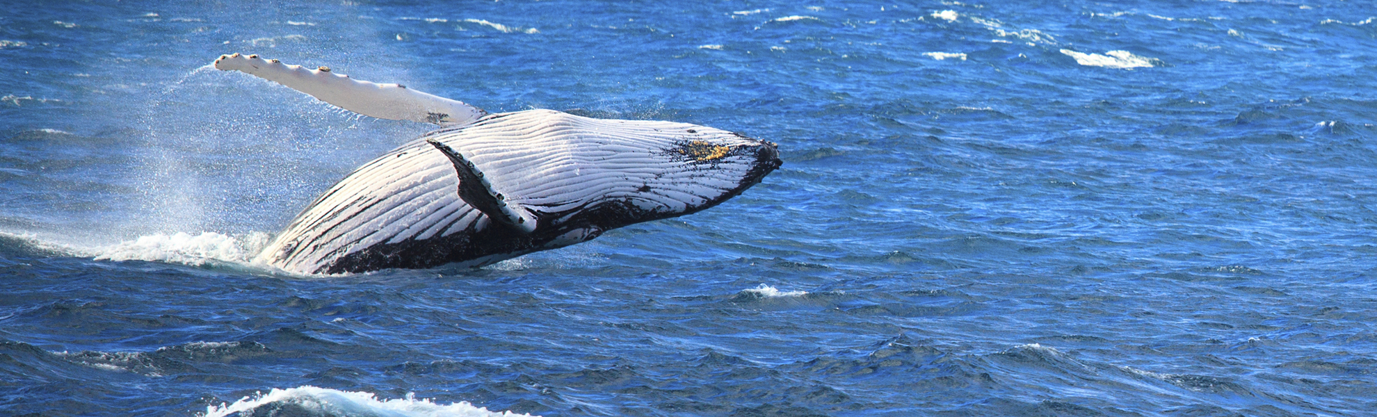 Buckelwal in seinem natürlichen Lebensraum