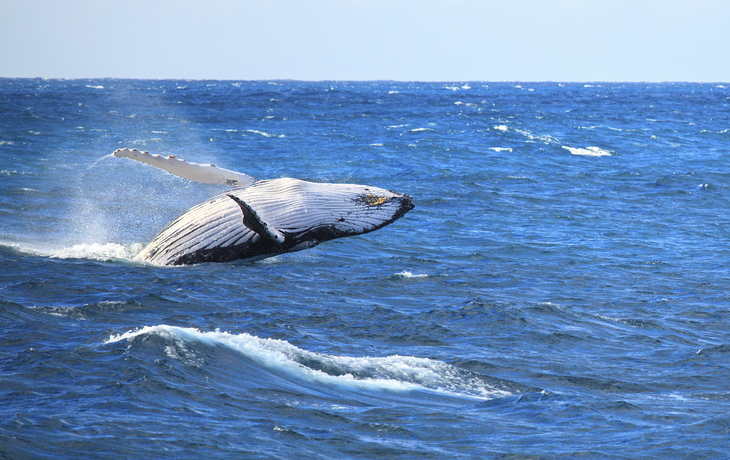 Buckelwal in seinem natürlichen Lebensraum