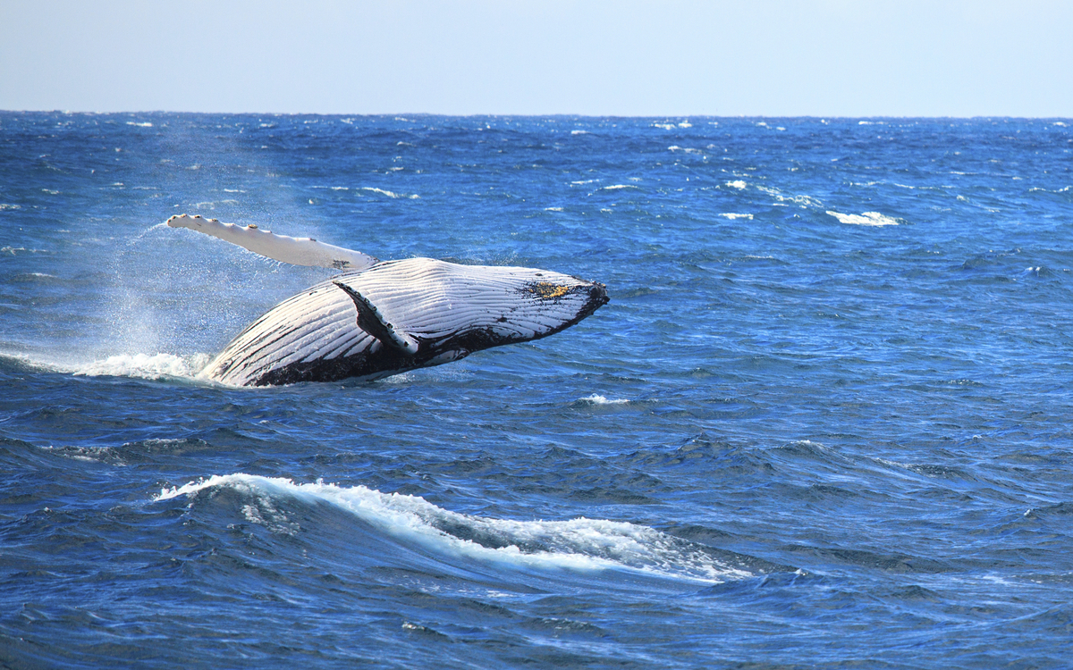 Buckelwal in seinem natürlichen Lebensraum