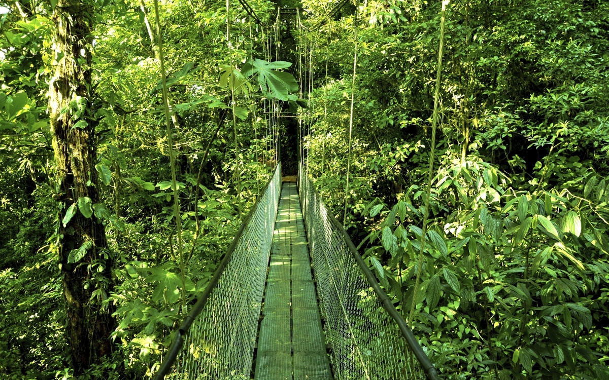 Hängebrücke durch den Regenwald