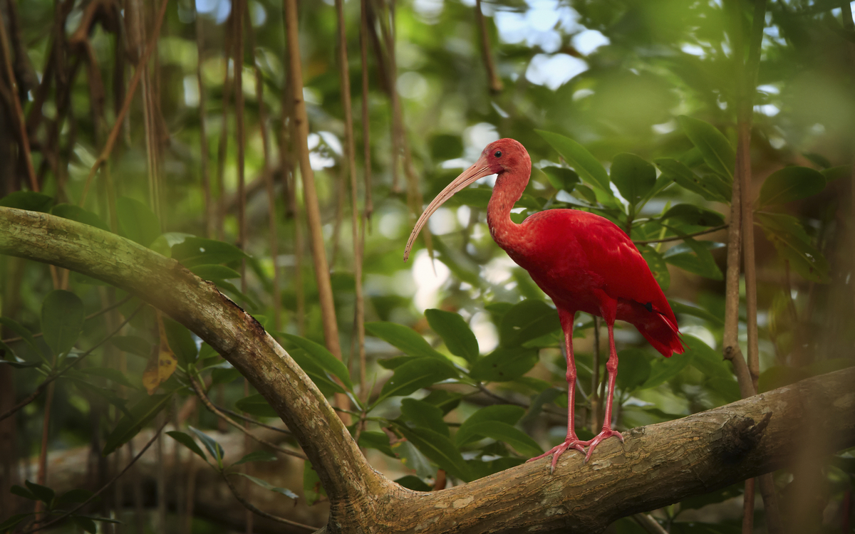 Roter Ibis im Regenwald