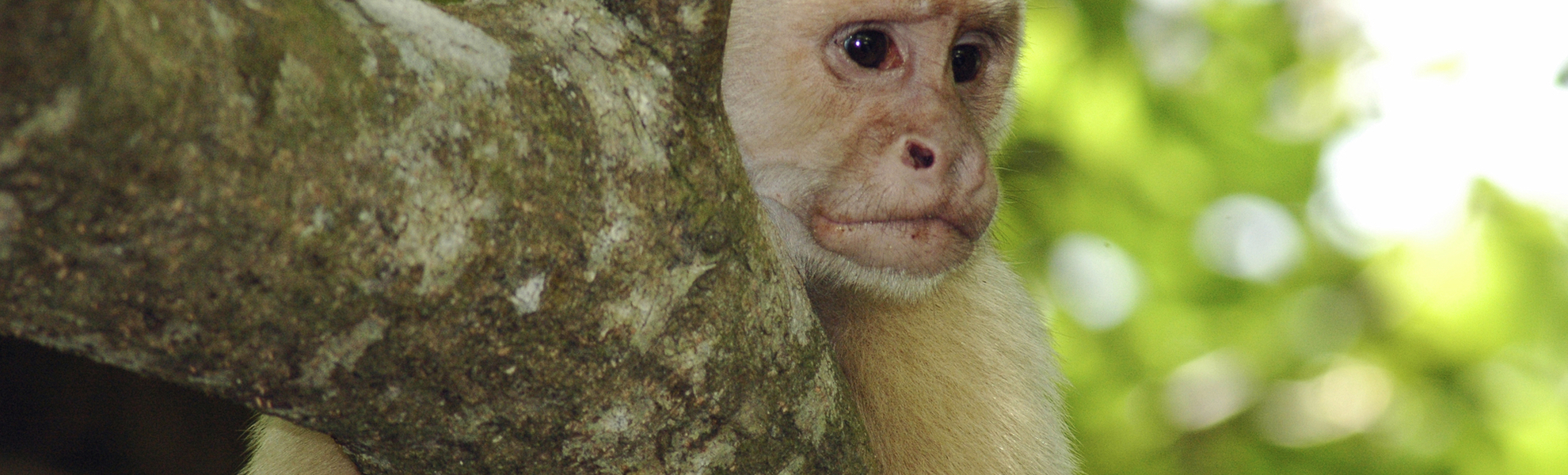 Weißkopf-Kapuzineraffe im Tropenwald