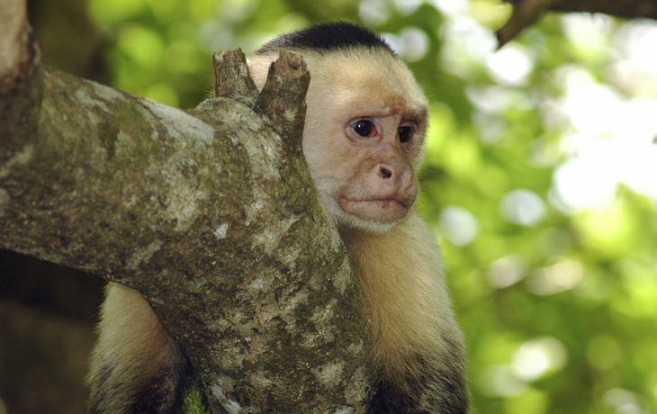 Weißkopf-Kapuzineraffe im Tropenwald